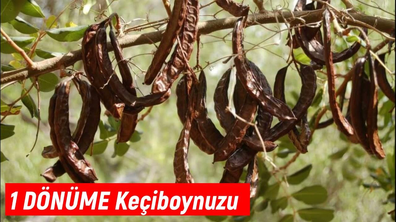 Плоды рожкового дерева кэроб. Цератония рожковое дерево. Рожковое дерево что это польза. Рожковое хлебное дерево. Рожковое дерево что это польза.