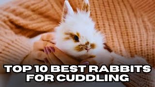 Top 10 Best Rabbits For Cuddling