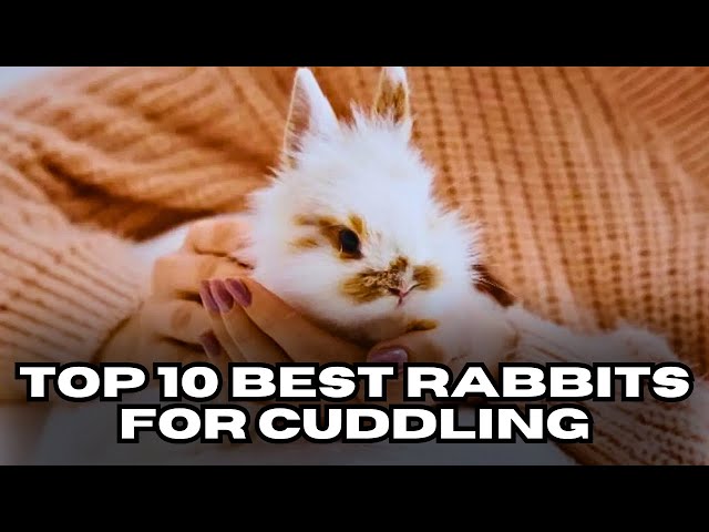 Cute Bunnies With Funny Captions