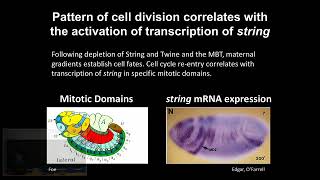 Control of Cell Proliferation during Morphogenesis
