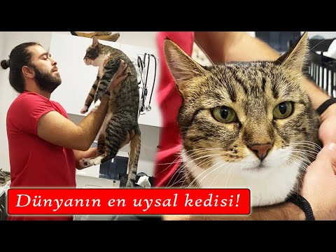 DÜNYANIN EN NAZİK KEDİSİ 😍 Pamuk Kedinin Uysallığı ve Sempatik Konuşmaları🥰 #inanoğlu #konuşankedi