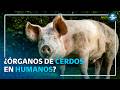 Brasil clona al primer cerdo de Latinoamérica; buscan que sus órganos se usen en humanos