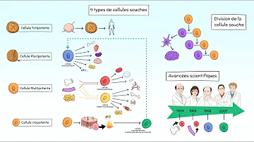 Quelles sont les applications thérapeutiques des cellules souches