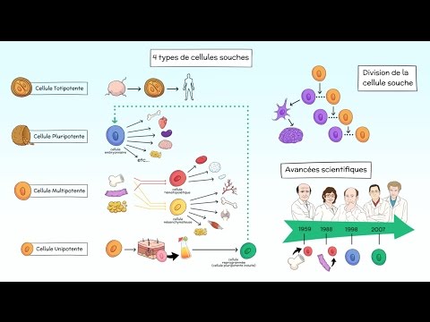 Vidéo: Différence Entre La Thérapie Génique Et La Thérapie Par Cellules Souches