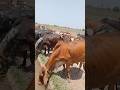 Cow farming for milk and meat in Punjab sari gaye ek lin min khadi ho kar pani pi rahi #ytshorts