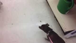 Trip to Tractor Supply - With the Dog!