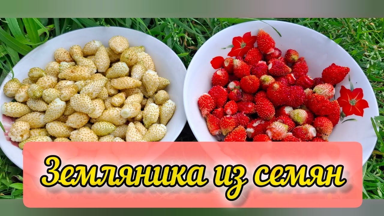 Земляника выращенная из семян. Результат в августе.