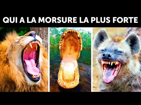 Vidéo: Quel Animal A La Voix La Plus Forte