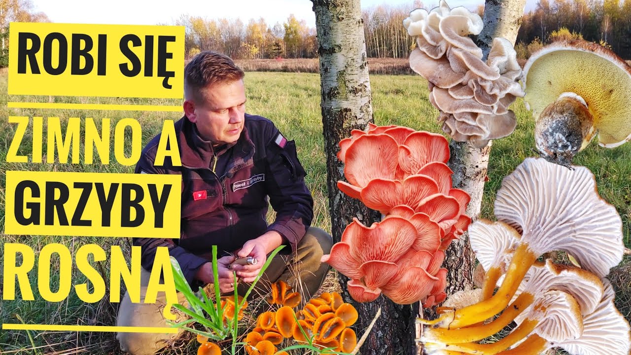 Robi się zimno a grzyby rosną i to jakie.