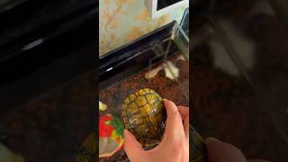 🐢Sirtle Finally Shows His REAL Home🏠 #shorts #ytshorts #shortsfeed
