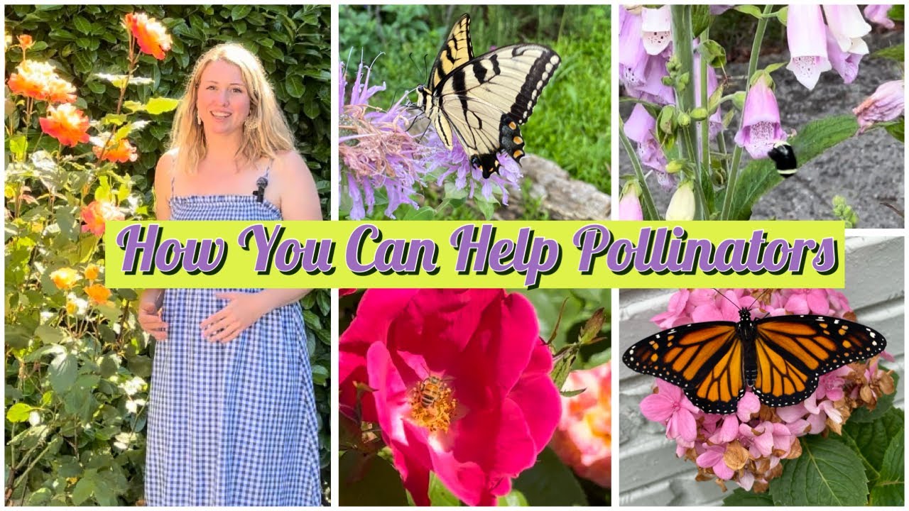 How You Can Help Pollinators | International Pollinator Week - YouTube