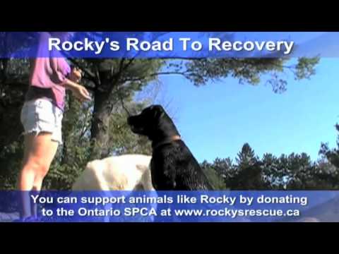 Rocky's Road To Recovery - Rocky, from www.rockysrescue.ca is doing great! Watch and see the latest up date on his road to recovery!