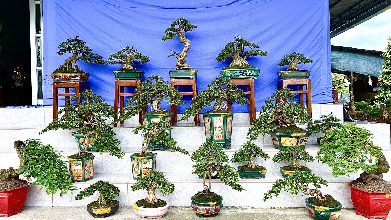 Cây cảnh, bonsai thành phẩm đẹp đủ loại 19/11... - youtube