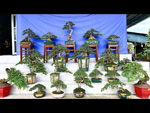 Video Cây cảnh, bonsai thành phẩm đẹp đủ loại 19/11... - youtube
