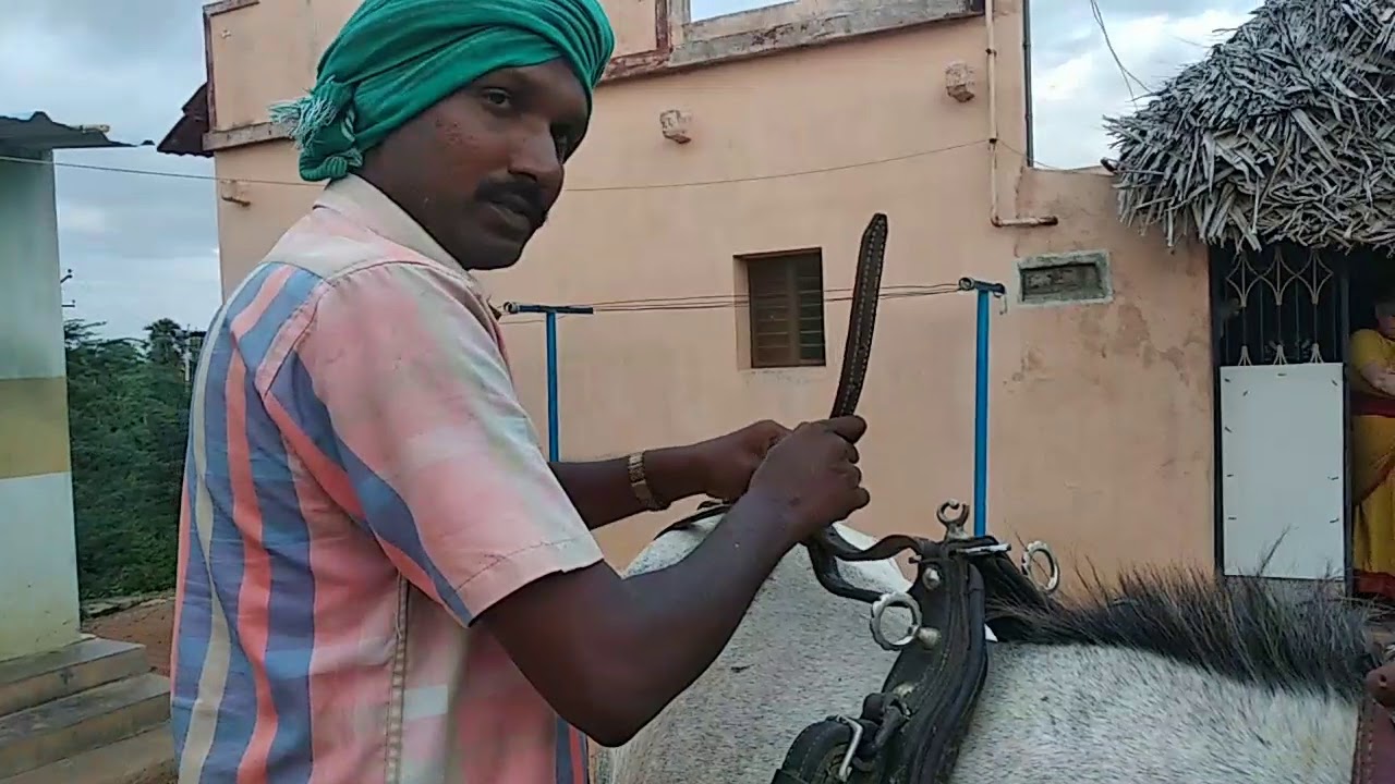 குதிரைகளுக்கு வண்டி போடும் முறை
