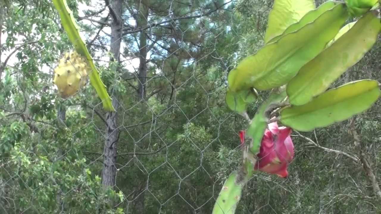 Dragon Fruit Plant Yellow Variety