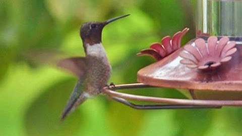 Ruby throated Hummingbird Time-lapse - August 17, 2014