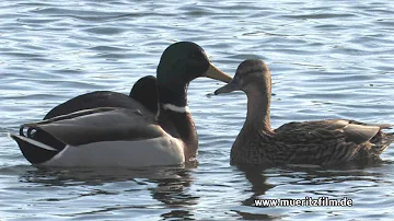 Wann ist die Paarungszeit der Enten?