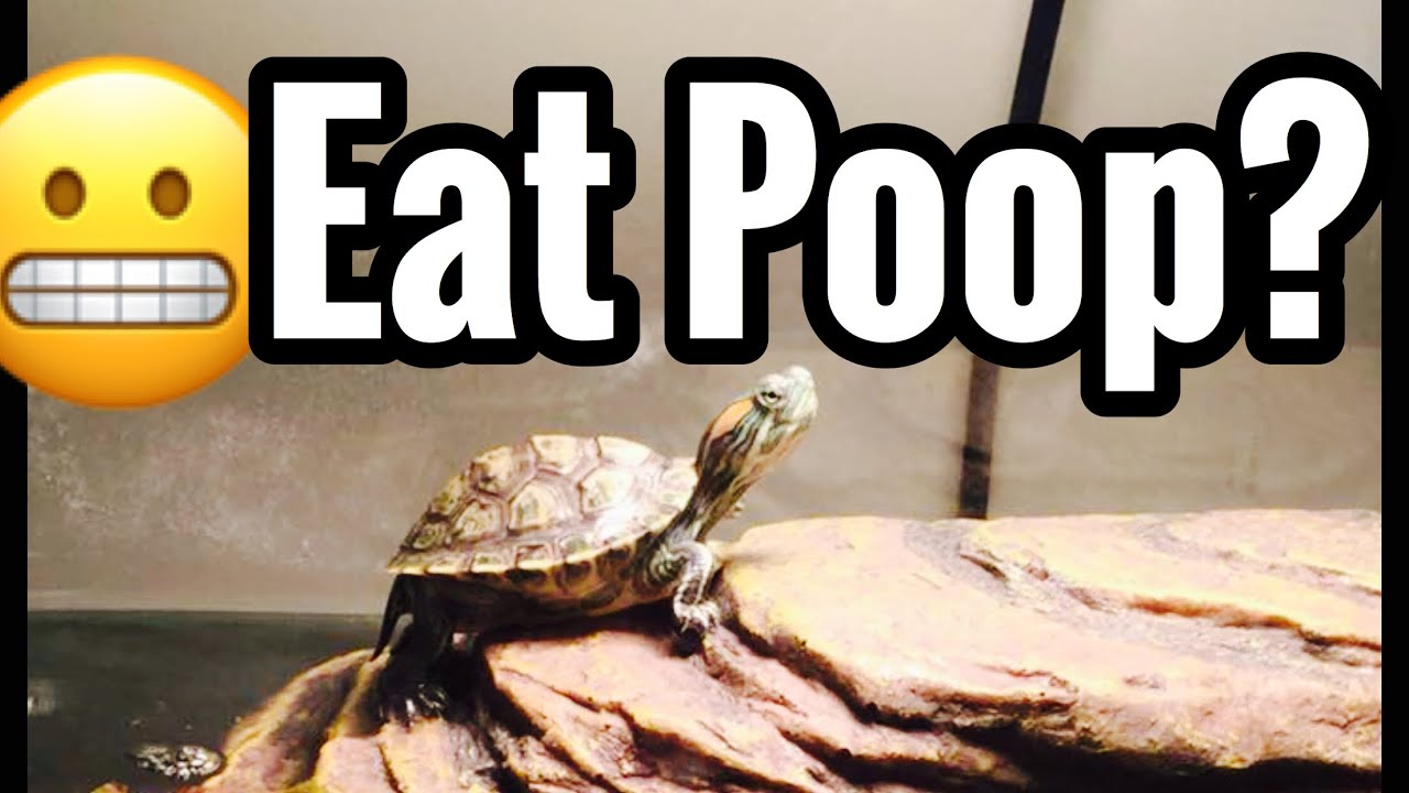 Do Turtles Eat Their Own Poop? Bad for Them? YouTube