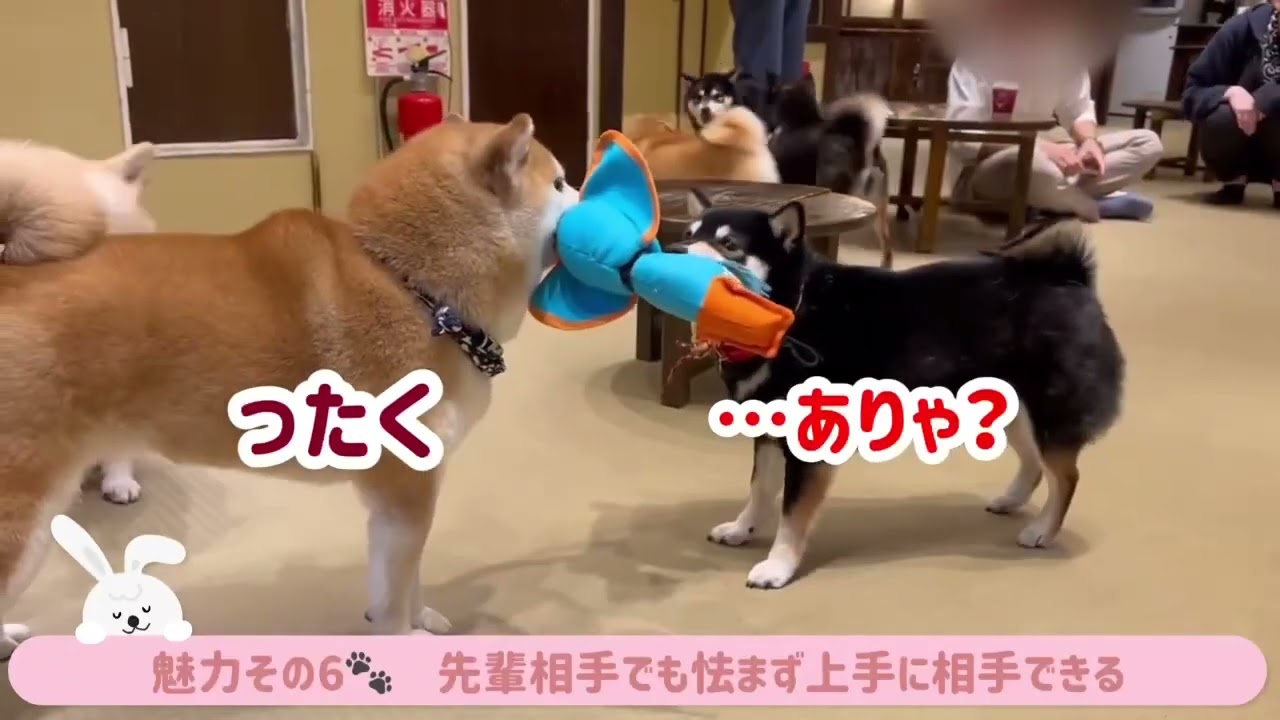 【豆柴】浅草店「好奇心旺盛元気っ子🐕おこわ豆」