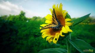 Hd, sunflower, nature, background video