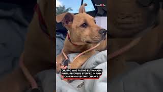 Rescue Dog Gets a Second Chance After Being Saved