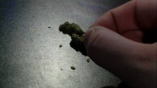 Green Bull Flower Review (420)
