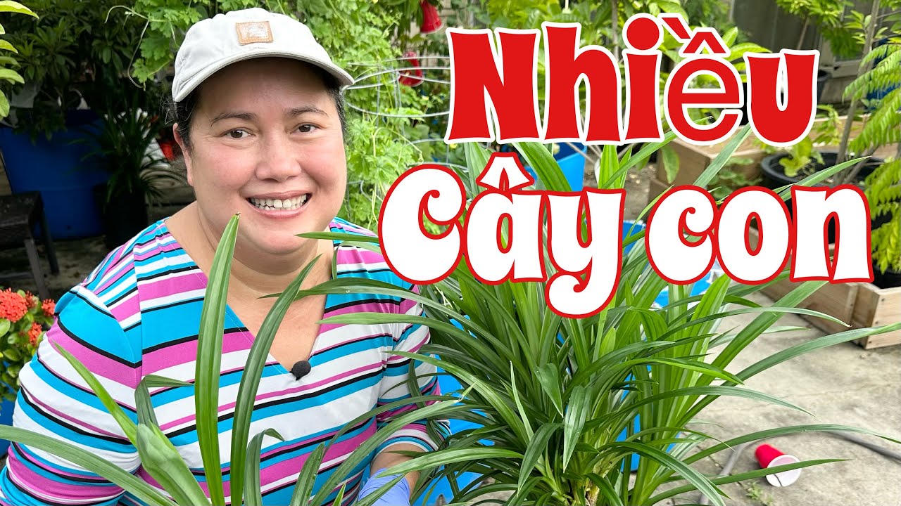 Cách trồng lá dứa có nhiều cây con mau mọc rễ cứng cáp và cách chăm sóc vào mùa đông | pandan plant 