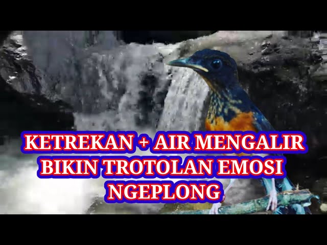 MURAI TROTOL LANGSUNG EMOSI IKUT BUNYI || KETREKAN TROTOL BIKIN FIGHTER MAGPIE STONE !!! class=