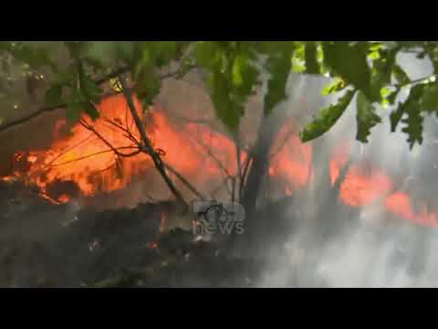 Video: Si Të Parandalojmë Zjarret Në Pyje