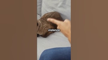 Using Violence to Discipline Cats #cat #yourpet #pets