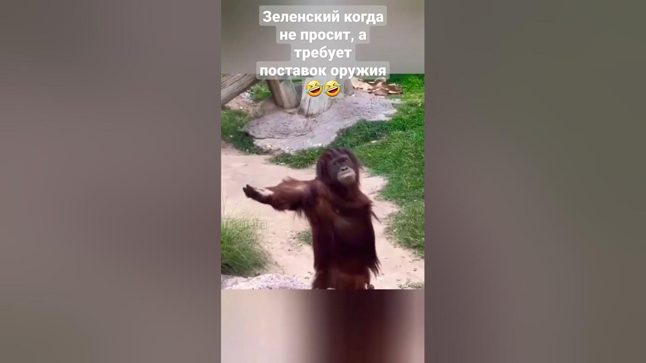 Зеля - YouTube