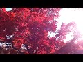神代植物公園の紅葉