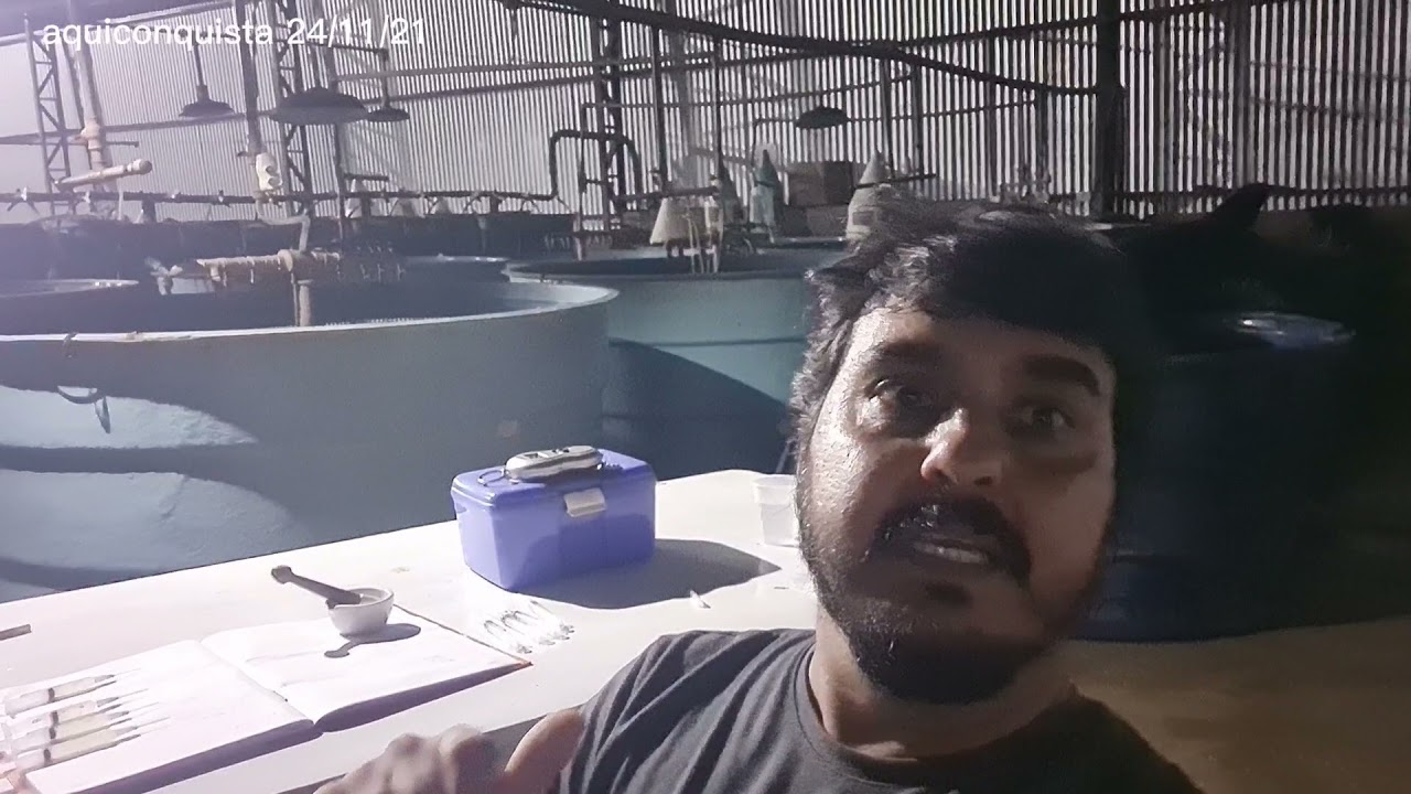 Reprodução de Pirarara!!