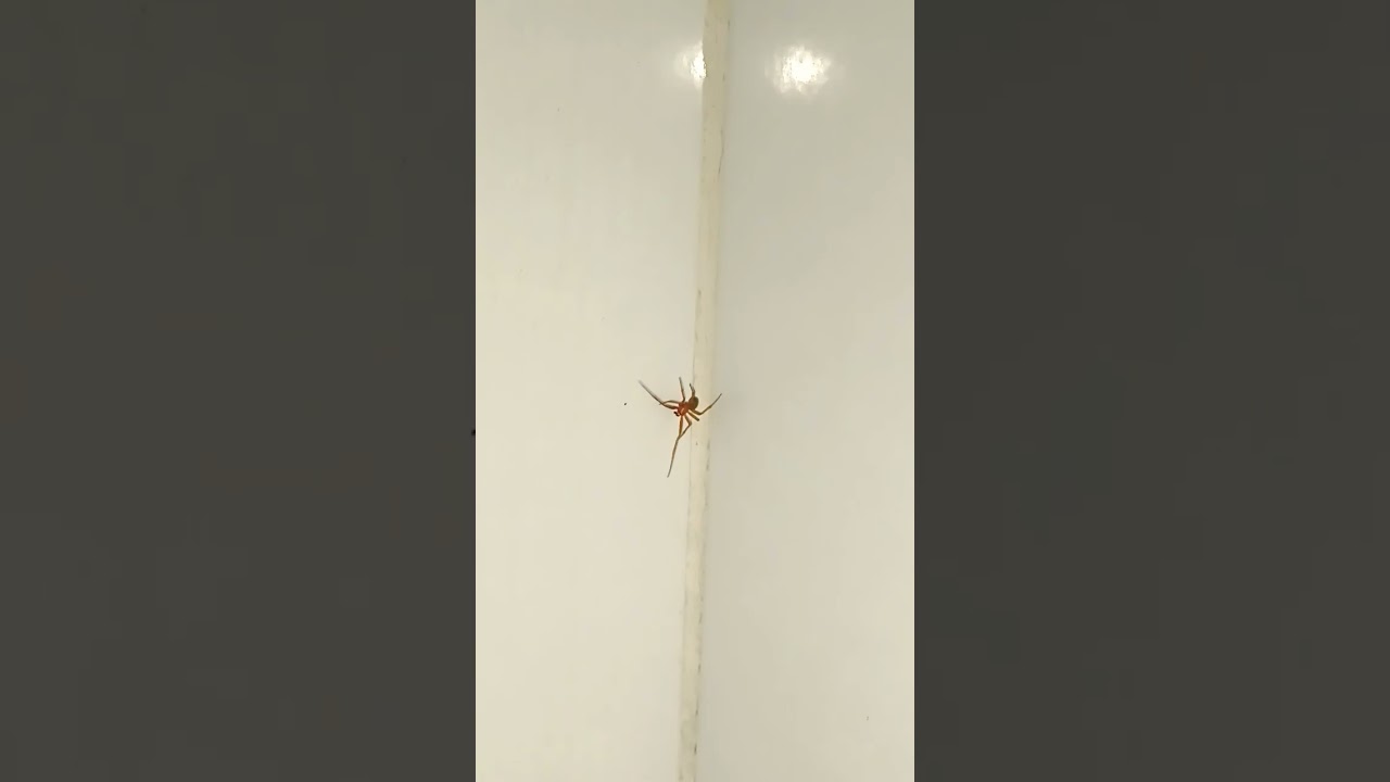 miren lo que encontré 