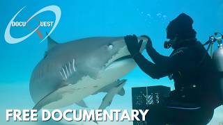 Inside the Ocean’s Secret Battle for Survival | FREE DOCUMENTARY