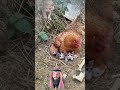 رغم أنها لا تتكلم إلا أن الرحمة تسكن قلوب الحيوانات أكثر من بعض البشر 