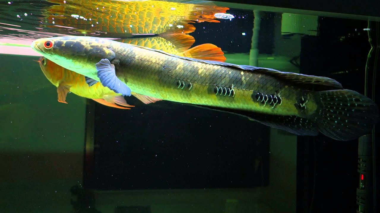 community fish tank temperature Channa Marulioides with Arowana COMM (25APRIl2015)