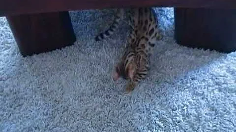 Video 8927651: curious bengal cat, little bengal cat, cat vs bengal