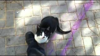 Cat wags her tail