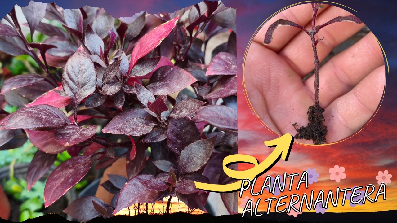 Como se reproduce la Planta ALTERNANTERA | Paso a Paso