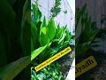 Garden Maintenance in Riyadh 🌿  Before &amp; After Transformation 🔥