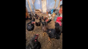 Qaib coob kawg li lawn os!