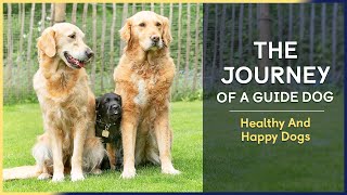 Healthy And Happy Dogs | Episode 11 | The Journey of a Guide Dog