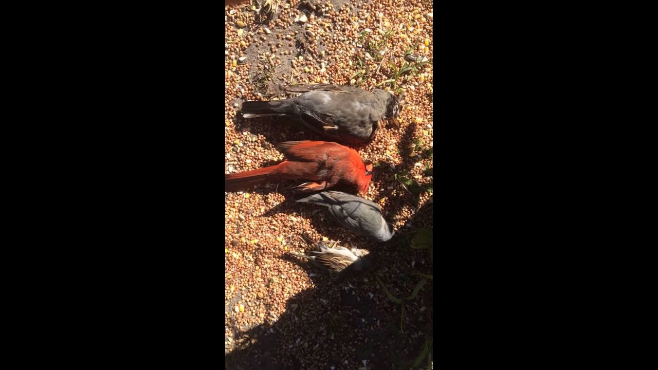 camera iphone 8 plus apk Four shots four kills