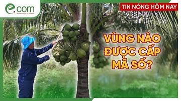 Bùng Nổ Xuất Khẩu: 6 Vùng Dừa An Giang Được Trung Quốc Chấp Nhận