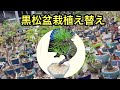 盛り上がった黒松盆栽の植え替え・植え替え時期は？・矢島清芳園@tane.bonsai