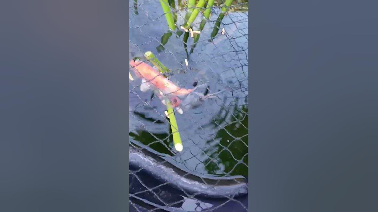 Sie fressen alle shorts Fische teich koi YouTube