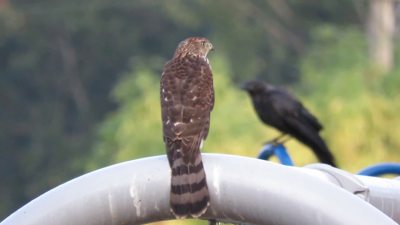 08/29/16 Sibling Cooper's Hawks Chase Crows Kent Wa YouTube