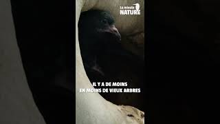 Aidons les oiseaux à nicher